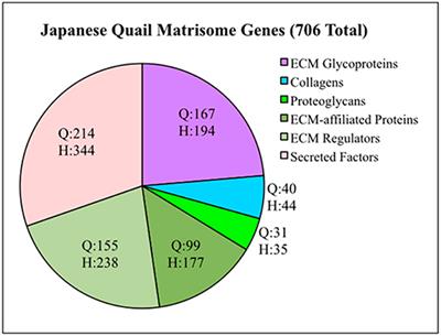 Avian Primordial Germ Cells Contribute to and Interact With the Extracellular Matrix During Early Migration